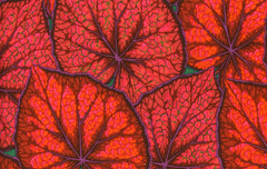 Begonia Leaves - Magenta