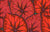 Begonia Leaves - Magenta