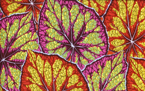 Begonia Leaves - Maroon