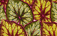Begonia Leaves - Moss