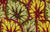 Begonia Leaves - Moss