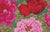 Brocade Peony - Red