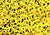 Bush Medicine - X Yellow