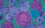 Cabbage and Rose - Blue