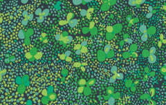 Clover Dots - Green