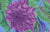 Pom Pom Dahlia - Purple