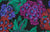 Primula - Black