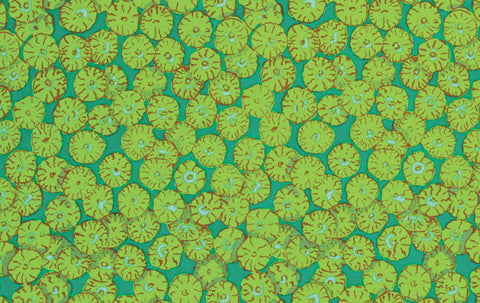 Sand Dollars - Green