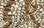 Shell Scape - Brown
