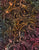 Tonga Wingspan Candy B1407