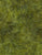 Tonga Peridot B1699