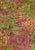 Tonga Primrose Sherbet - B8408