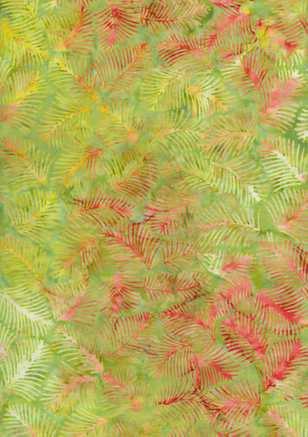 Tonga Primrose Sprout - B8540