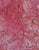 Tonga Wingspan Berry B1407