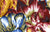 Tulip Mania - Natural