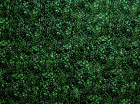 Utopia Bush Plum Green