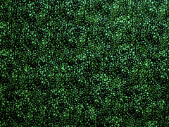 Utopia Bush Plum Green