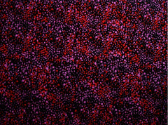 Utopia Bush Plum Red