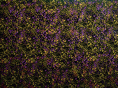 Utopia Bush Plum Yellow