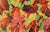 Variegated Ivy - Brown
